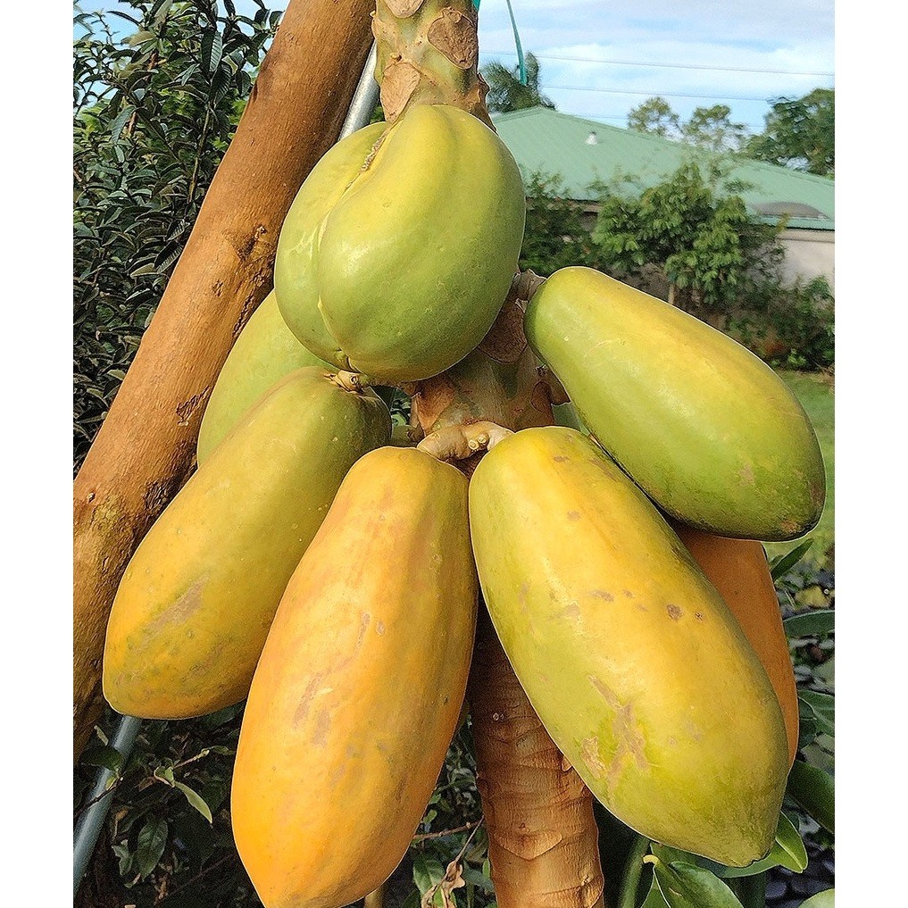 200 sementes 400 sementes 1000 sementes de Mamão Papaya Havai Docinho