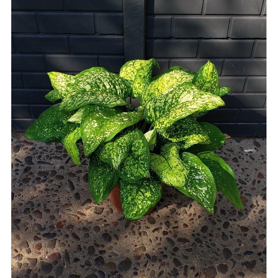 100 sementes aglaonema siamenses h qz