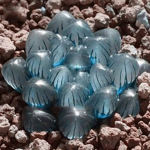 100 sements sucullenta Haworthia cooperi azulada com manual de cultivo h qz