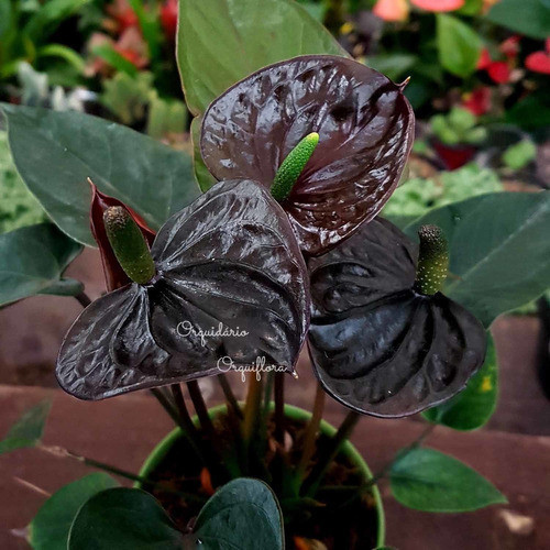 100 sements anturio black midnight  com manual de cultivo h qz