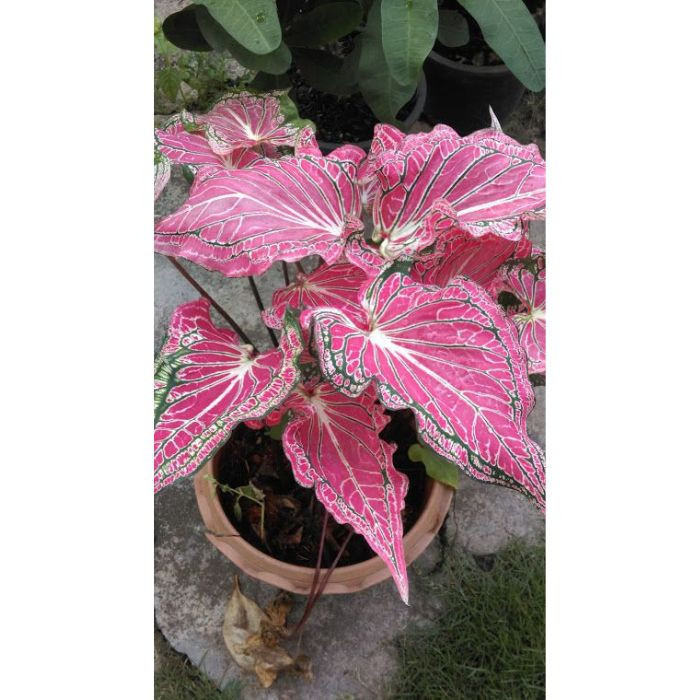 100 sements caladio pink angel com manual de cultivo h qz