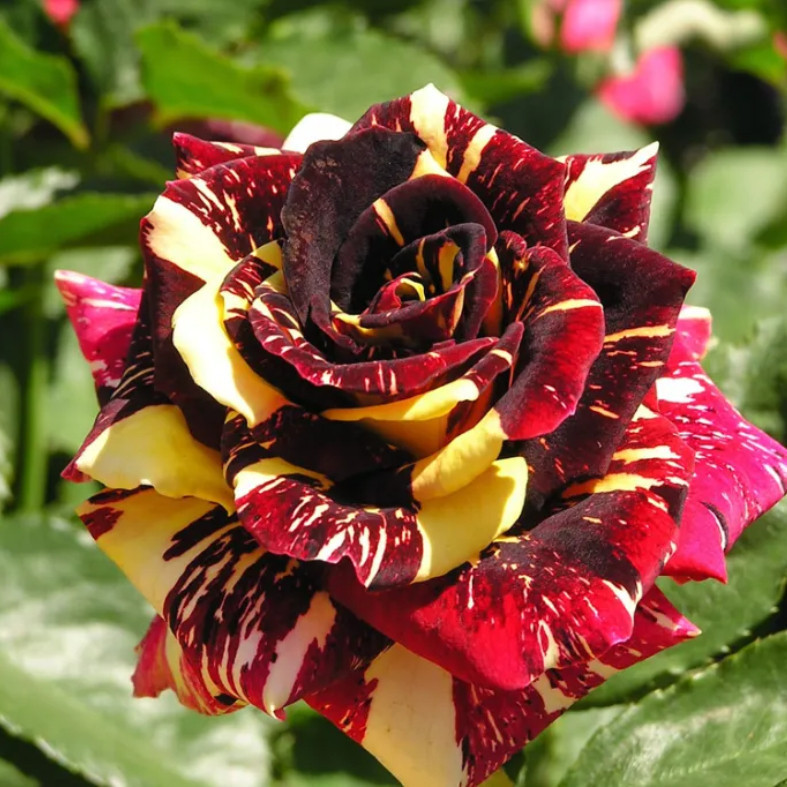 Sementes de Rosa Rara Importada 300/600/1400 Unidades Flores Ornamentais para Jardim Vasos e Paisagismo