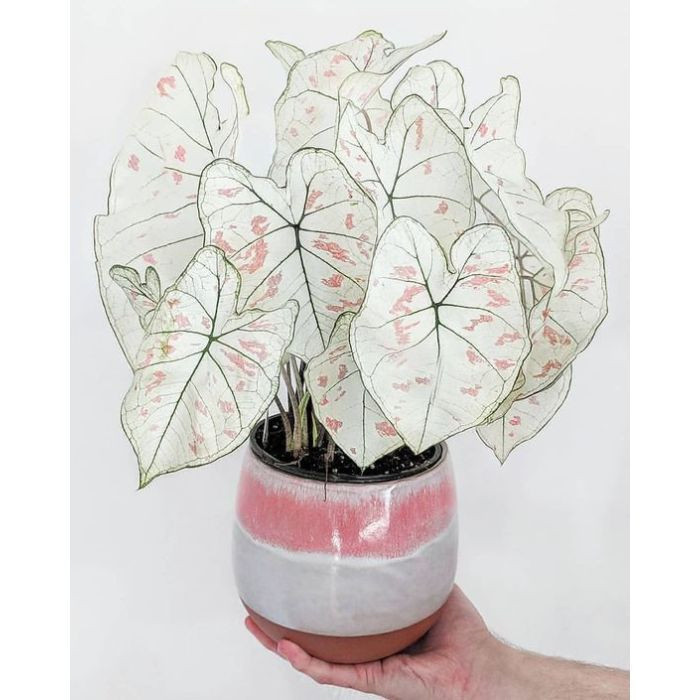 100 sements caladio clanberry stars com manual de cultivo h qz