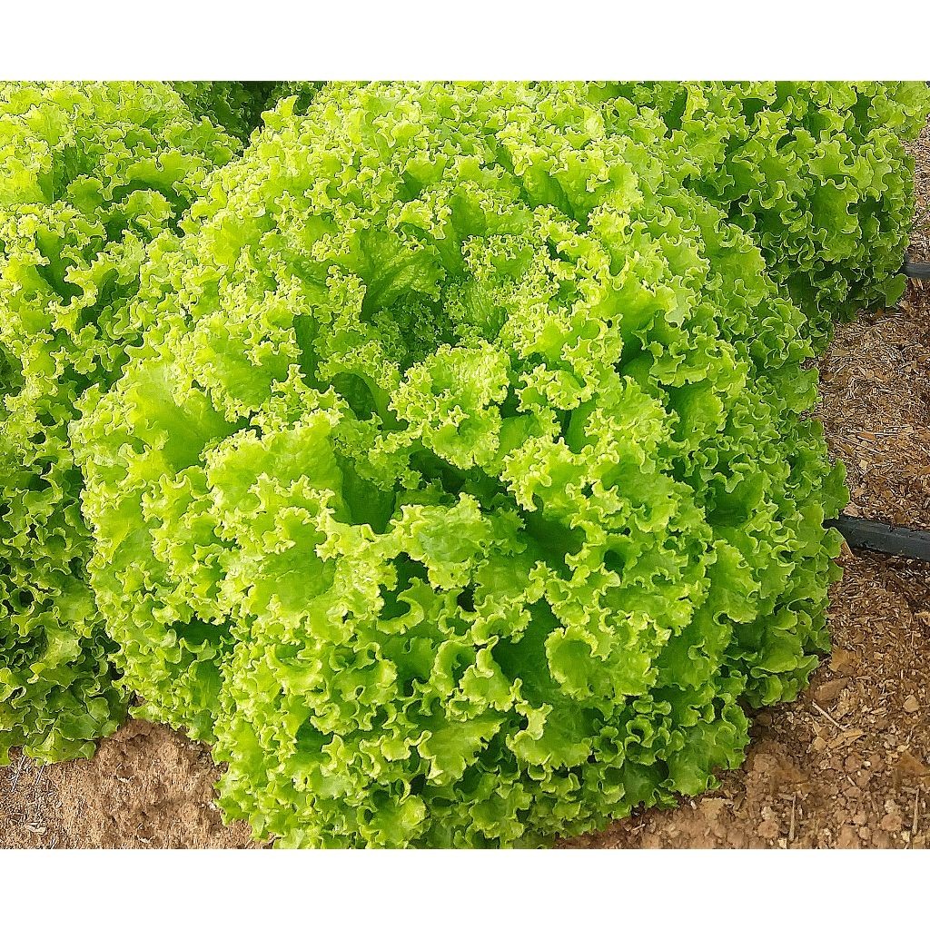 200 sementes 400 sementes 1000 sementesde Alface Crespa Peletizada em Oferta na Shopee