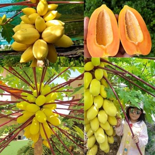20 Sementes de mamão Krabi amarelo em Oferta na Shopee