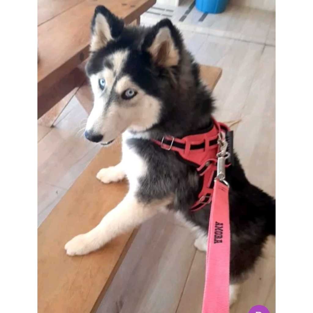 Coleira Personalizado Guia Peitoral Peiteira Cachorro Adestramento Anti Impacto Puxão