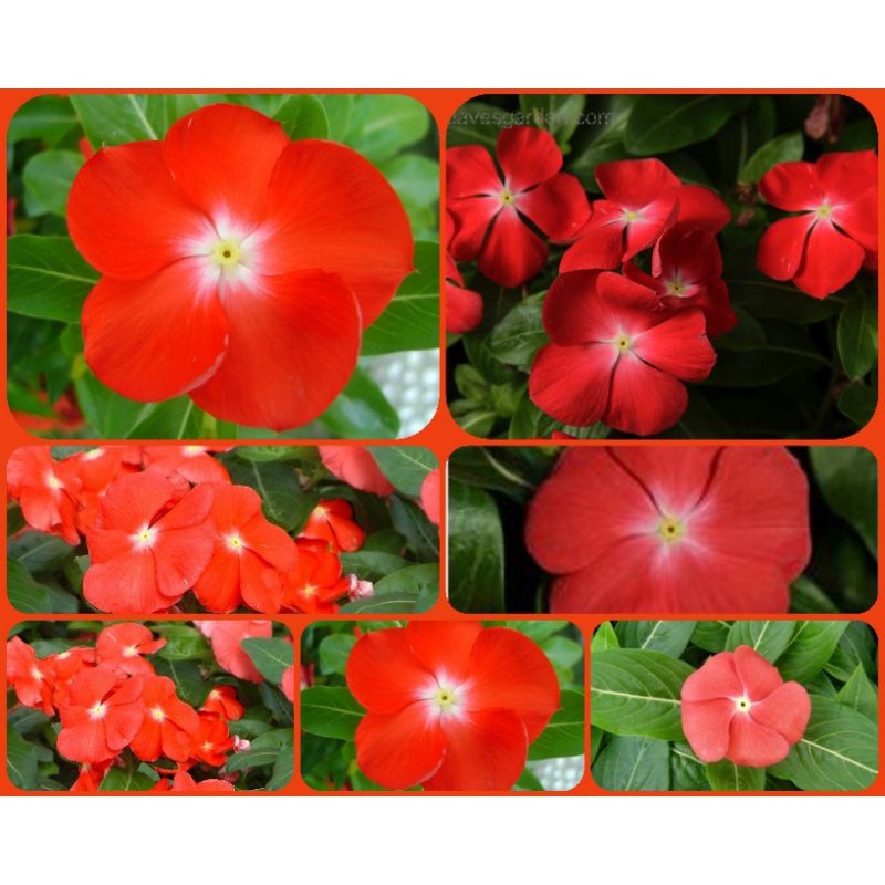 Sementes de Vinca Tatoo Orange Importadas 200/400/1000 Unidades Flor Anual Fácil de Plantar Jardim Vasos