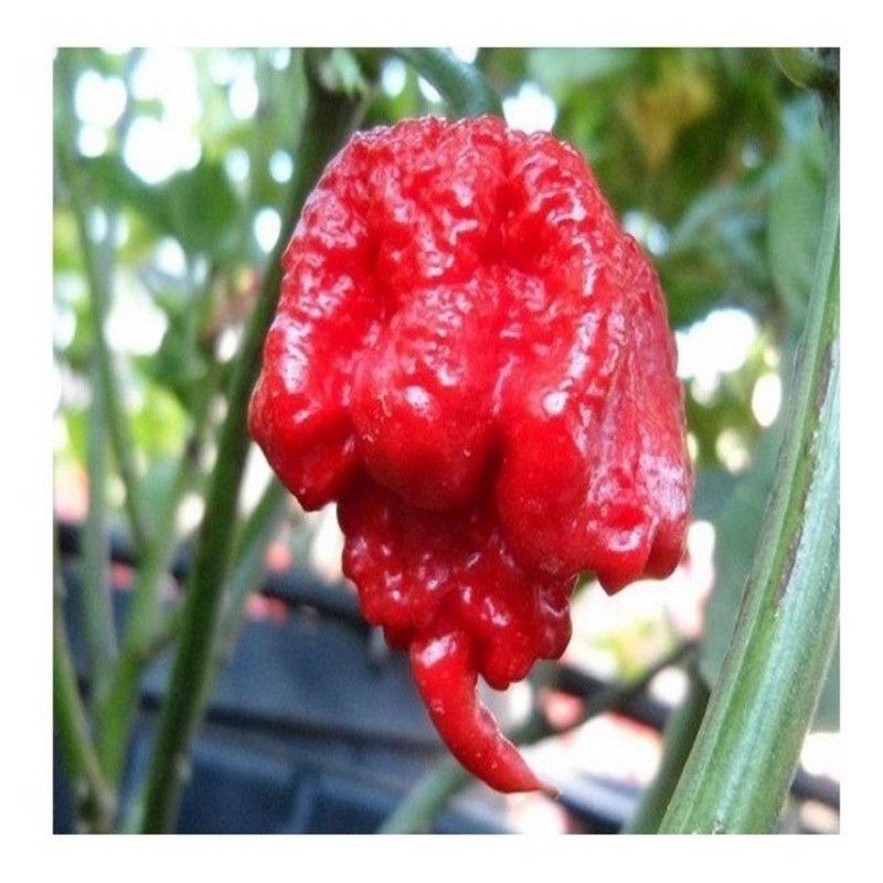 100 Sementes Pimenta Carolina Reaper h qz