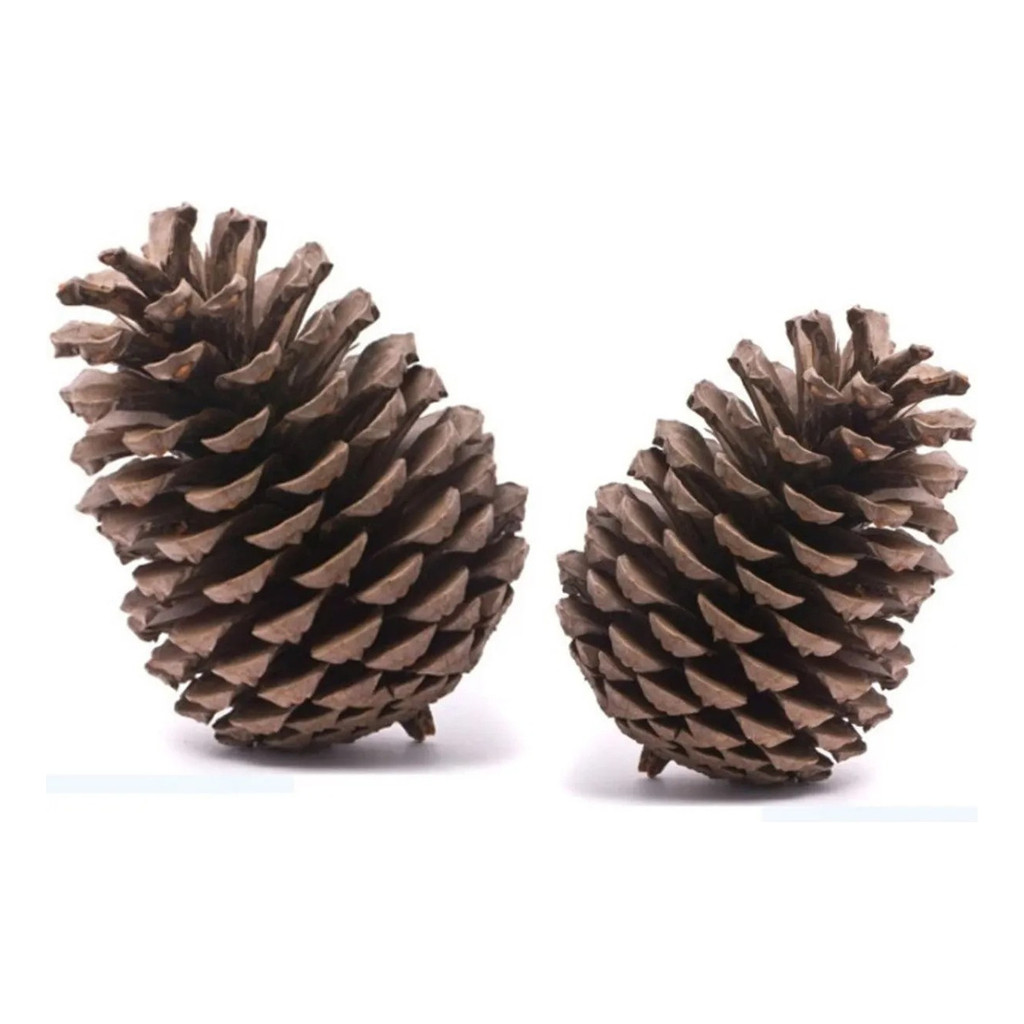 Arranjo Natal com Pinha: Onde Comprar | BuscaProdutos