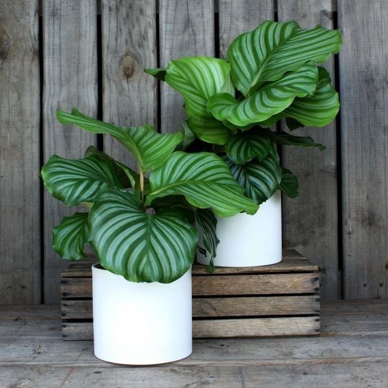 100 sements maranta orbifolia com manual de cultivo h h qz