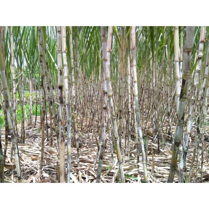 Cana do Engenho – 100 sementes com manual de cultivo II