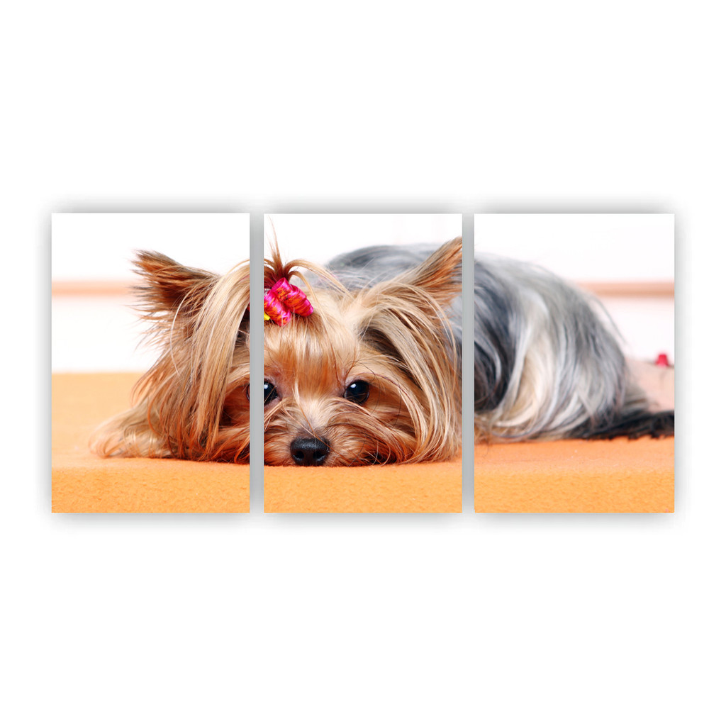 Fotos de Cachorro Yorkshire: Onde Comprar | BuscaProdutos