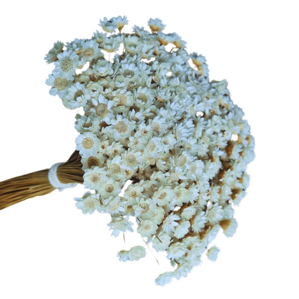 Flores Sempre Viva Branca I Kits com 3.000 / 1.500 / 900 / 300 flores secas XPremium