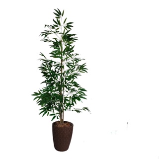 Árvore Bambu Da Sorte Vaso Grande Decorativo Toque Real em Oferta na Shopee