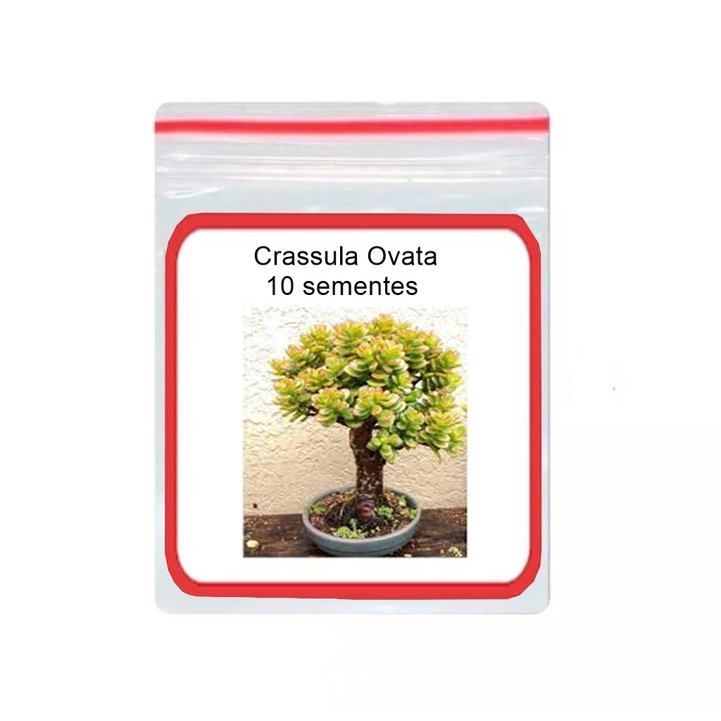 Crassula Suculenta: Onde Comprar | BuscaProdutos