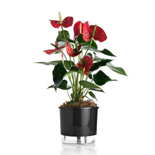 Vaso Auto Irrigável N 02 - Pequeno - Raiz Preto - 12 x 11cm em Oferta na Shopee