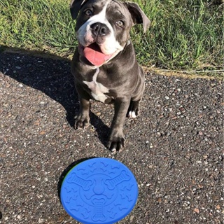 Frisbee Disco Cachorro Brinquedo Pet Lançamento Diversão Dog em Oferta na Shopee