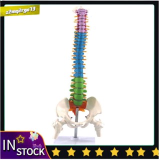 45Cm Com Anatomia Anatômica Humana Pélvica Espinhal Modelo De Coluna Recursos Didáticos Para Estudantes