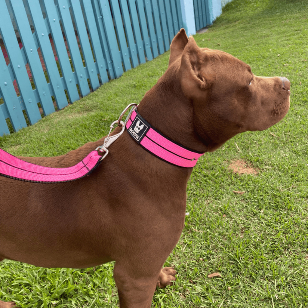 Linda Coleira + Guia Forte Pet Cachorros Grande Porte Pitbull Rottweiler Pastor alemão