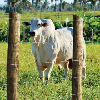Arame Farpado Motto Belgo® - 250m
