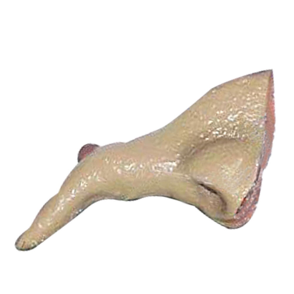 Nariz De Bruxa Sortido Halloween Abrakadabra Fantasias 
 - Fashion Accessories