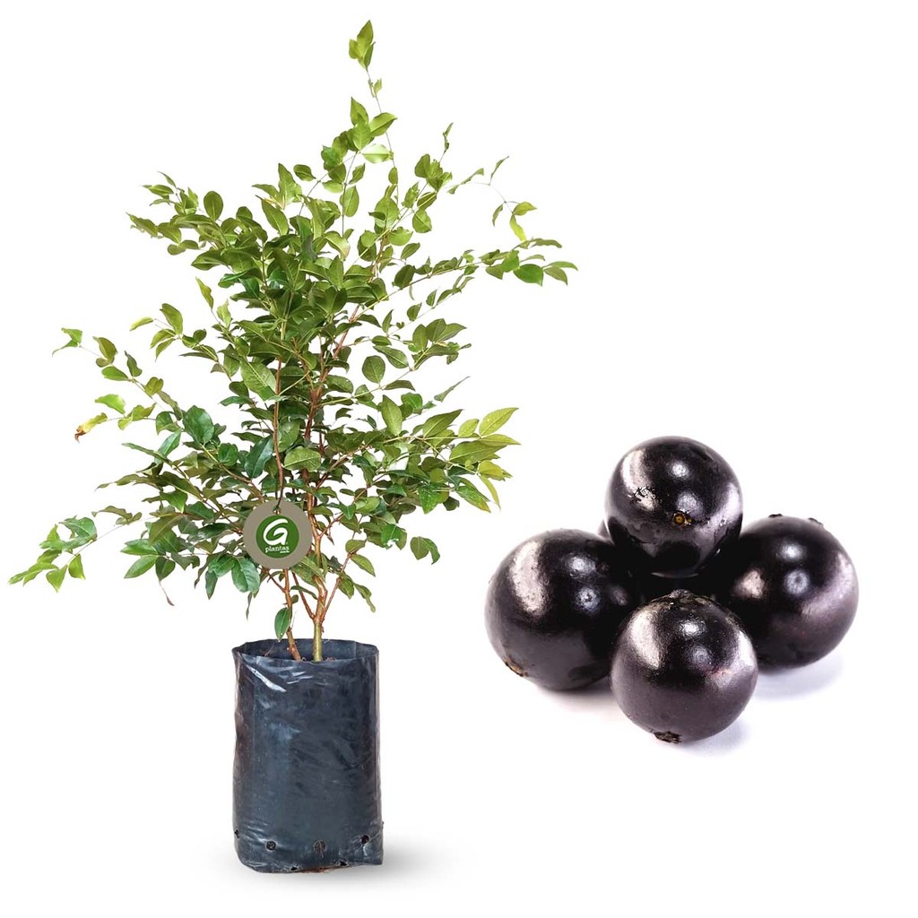 Jabuticaba Híbrida Com Produção Precose