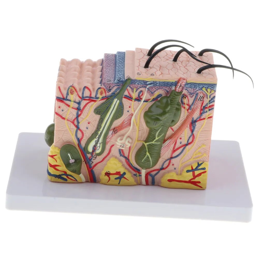 Modelo de Separação do Tecido Subcutâneo - Ampliação 35x Anatomia Pele Humana e Cirurgia Plástica