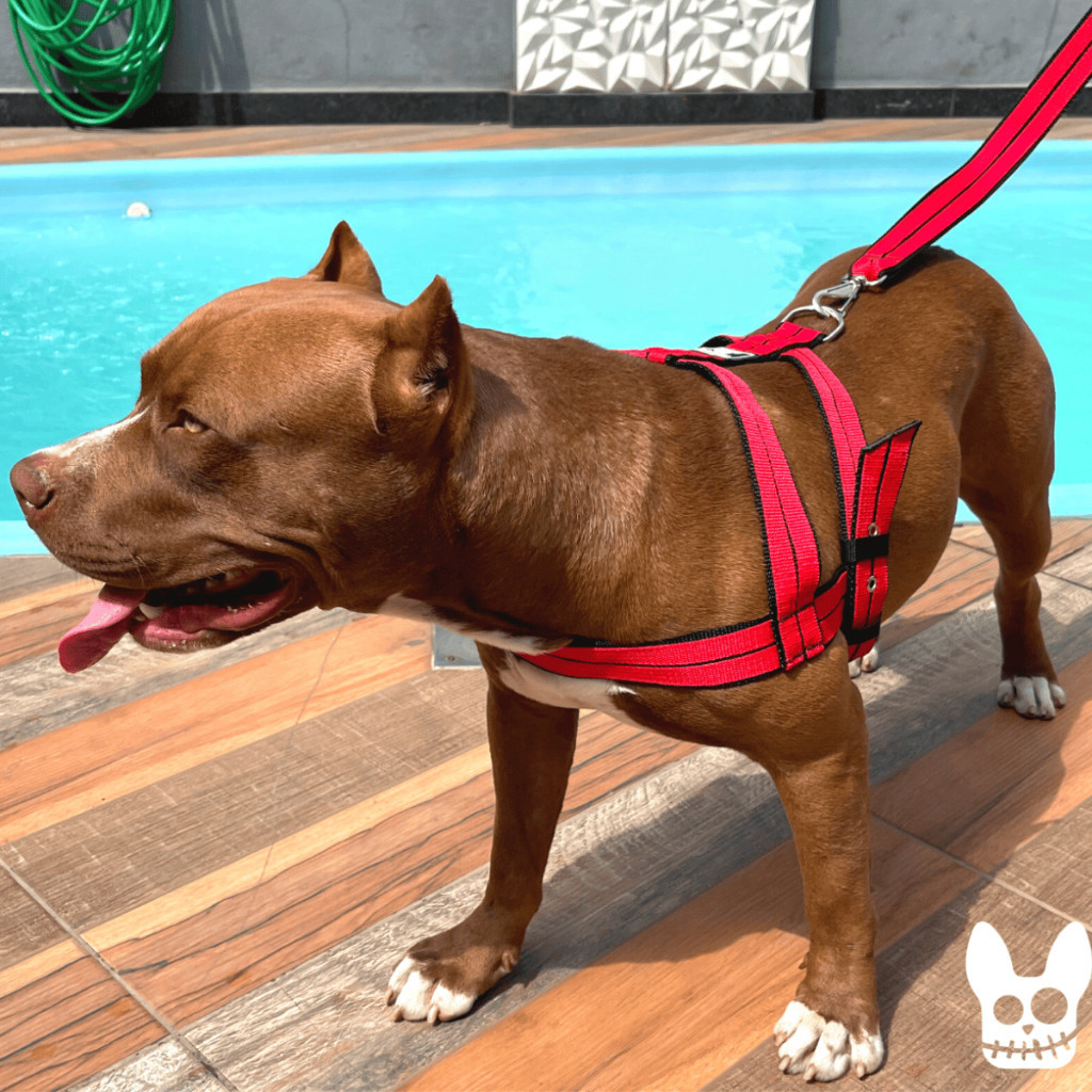 Peitoral C/ Guia Para Cachorro Confortável Resistente Pitbull BRUTUS PET