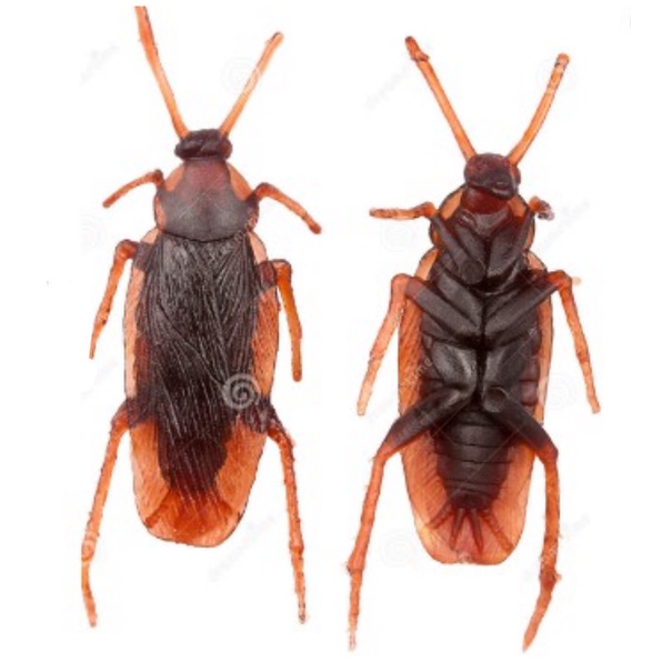 Barata de Brinquedo Mentira Realista Simulação Borracha Pegadinha Mágica