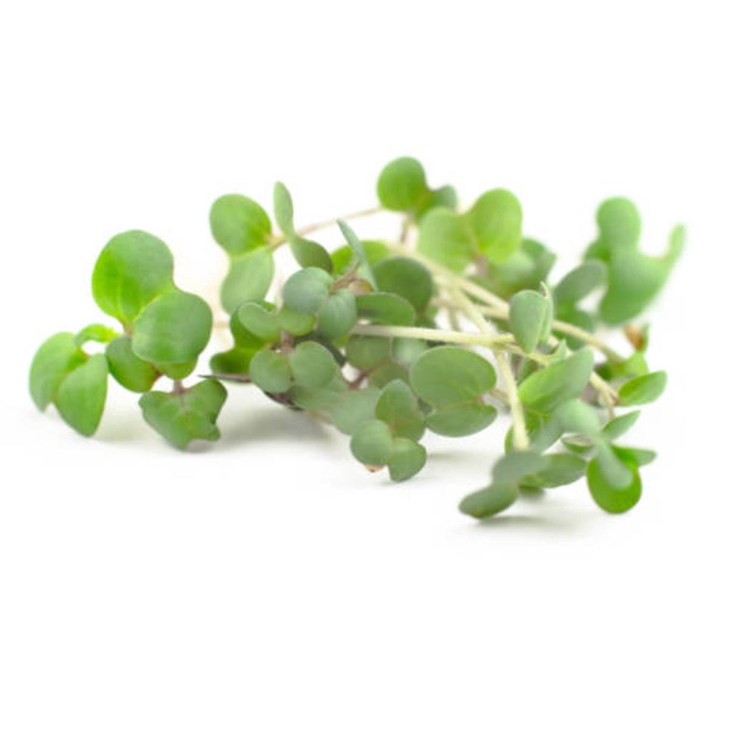 Sementes Para Brotos e Microverdes ISLA em Oferta na Shopee