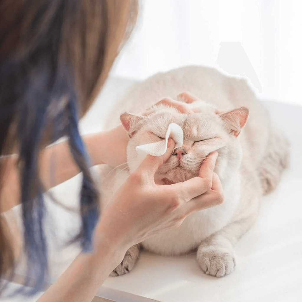 Removedor Manchas Lágrimas Higienizador de Pets Algodão, Remove Sujeira de Olhos, Patas e Orelha. em Oferta na Shopee