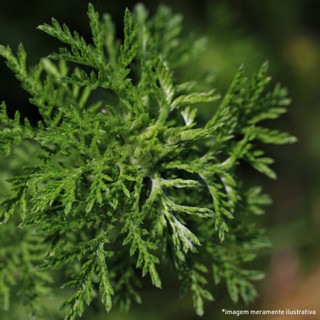 Artemisia - 100gr