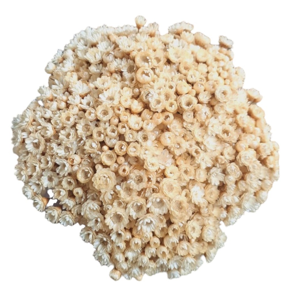 Flor Sempre Viva ,  Florzinha Bege I Kit com 150 / 450 / 1.200 flores selecionadas em Oferta na Shopee