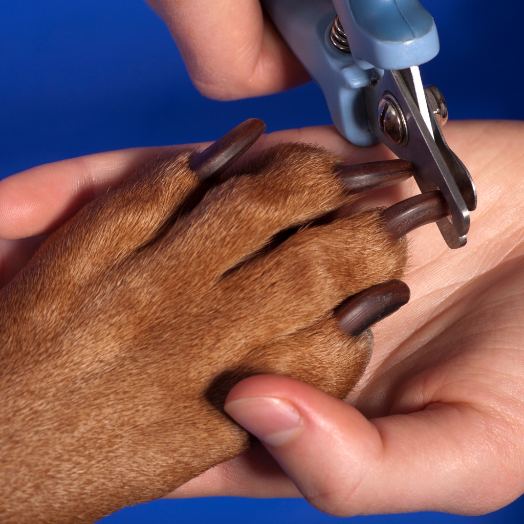 Alicate cortador de unha cachorros grande para cães pets dog profissionais s/ lixa
