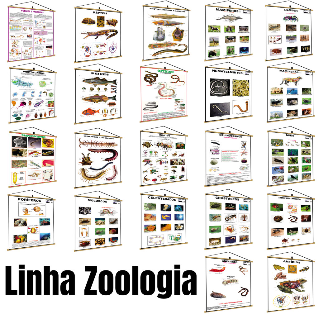 Banner Zoologia Biologia Veterinário Biomedicina Anatomia Estudo Veterinário Pet