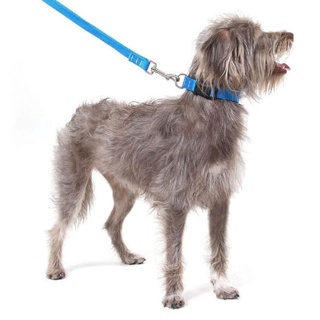 Coleira P/ Cachorros - Azul em Oferta na Shopee