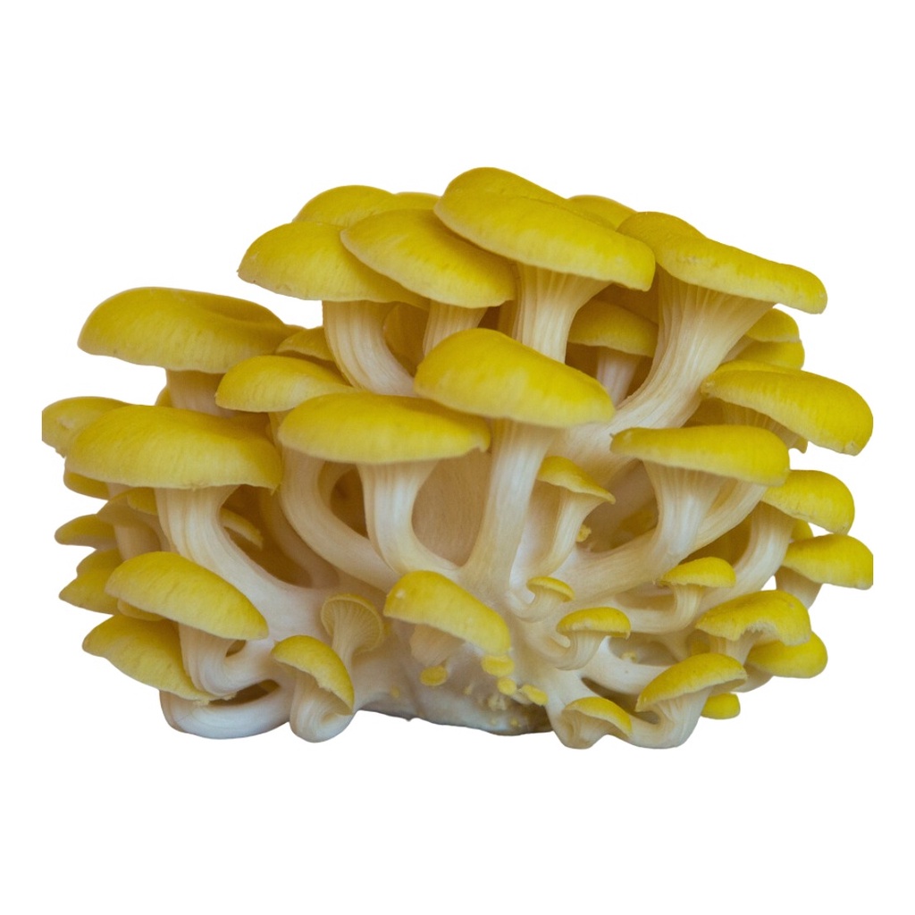 Shimeji Amarelo Bloco Axênico Pleurotus Citrinopileatus