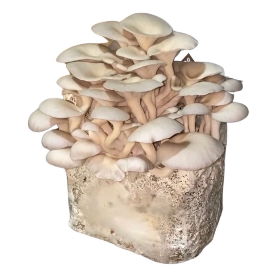 Bloco De Cultivo Shimeji Cinza Cogumelos Pleurotus Ostreatus