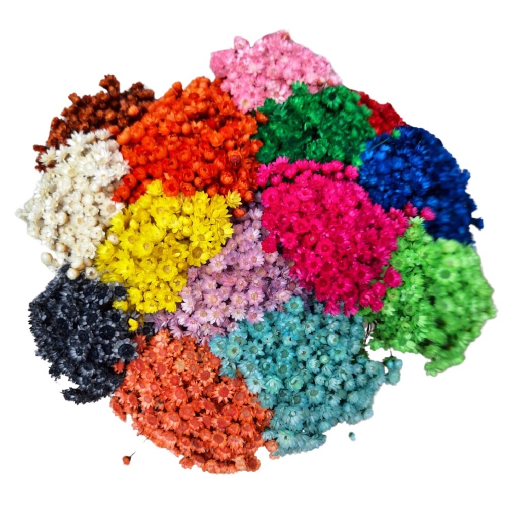 Sempre Viva , Kit com 150/300/600 Ou 1200 Flores Desidratadas Mosquitinho I Cores Sortidas em Oferta na Shopee