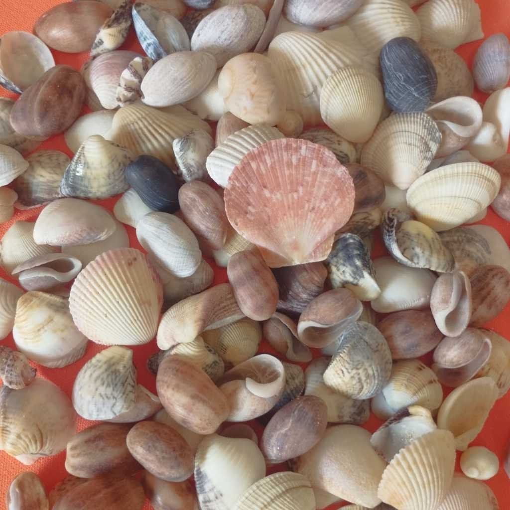 600g - Conchas do mar naturais PEQUENAS - substrato para aquários - conchas do mar - Buso da praia - Buzios do mar