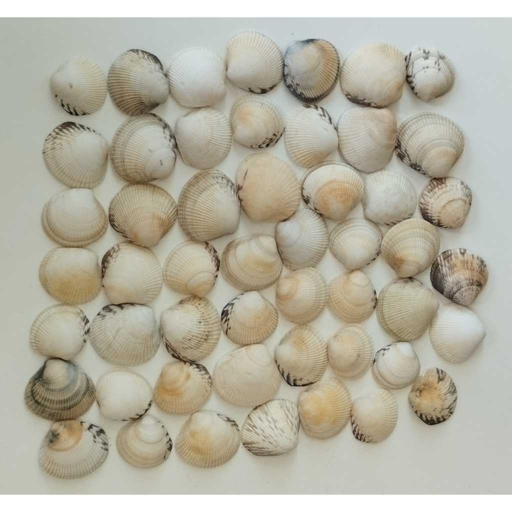 50 unidades - Conchas do mar - cores naturais - Leukoma pectorina