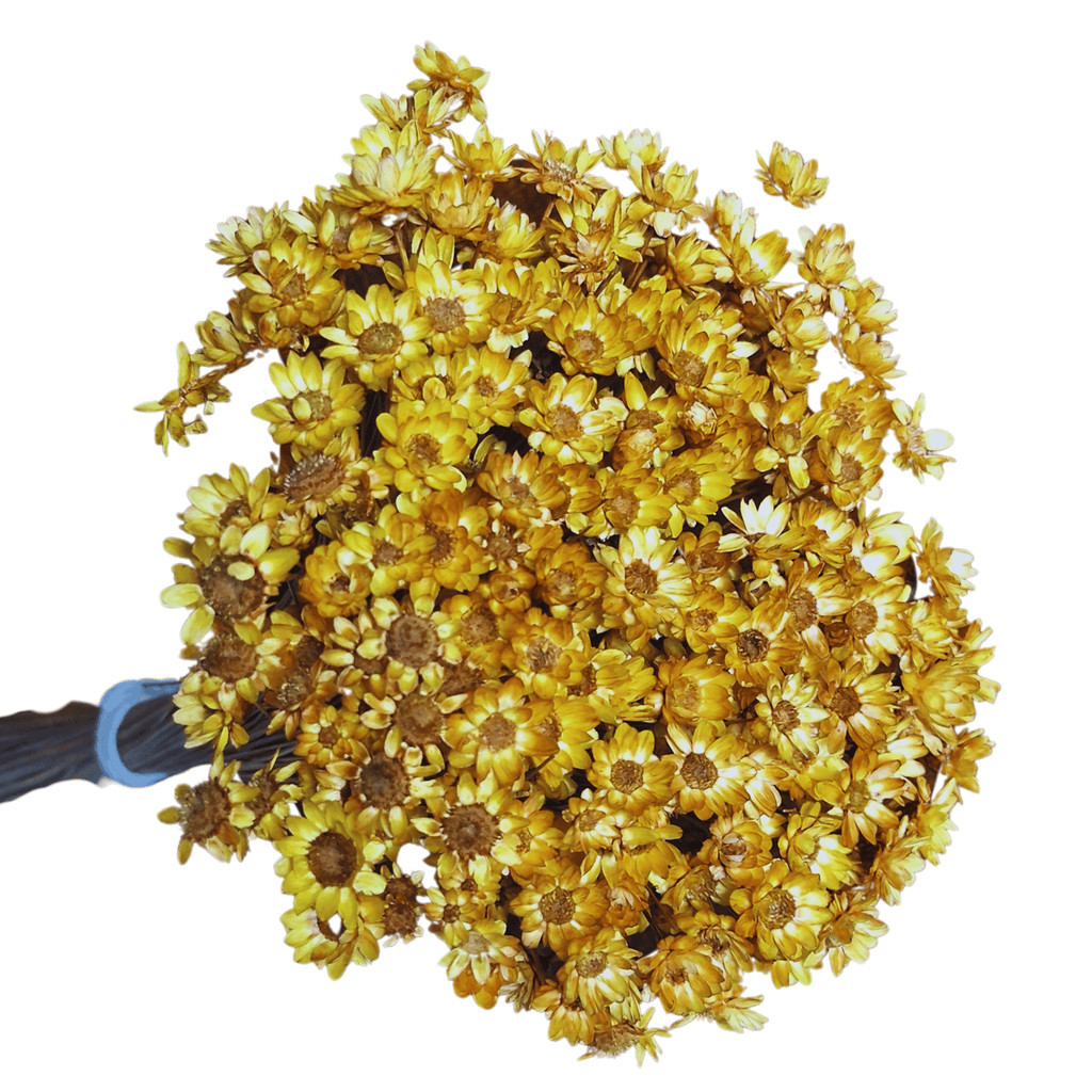 600 Sempre Viva Florzinha Dourada I Flores Desidratadas