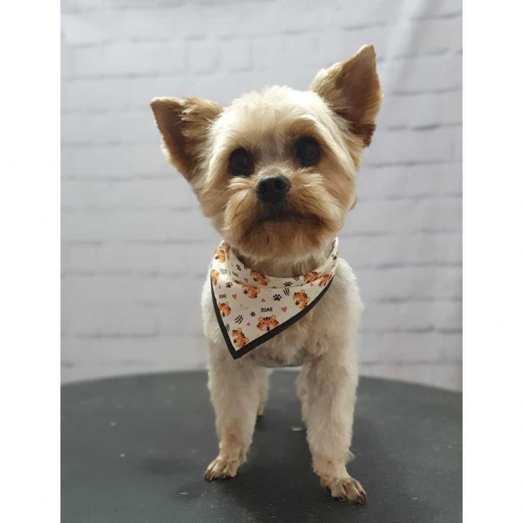 50 Bandanas P M G, 05 P, 35 M, 10 G, Com Viés Estampas Variadas Pet Shop