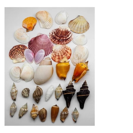 2 kilos - Conchas do mar naturais e verdadeiras - decoração náutica, moda pria, artesanato, aquário