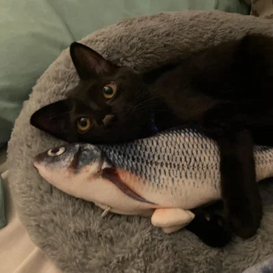 Brinquedo Peixe Interativo para Gatos e Cães com Sensor de Movimento Realista Recarregável USB Pet