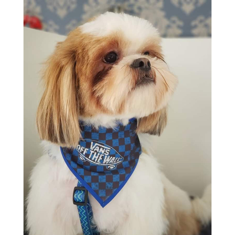 50 Bandanas P M G, 15 P, 25 M, 10 G, Com Viés Estampas Variadas Pet Shop Cachorro