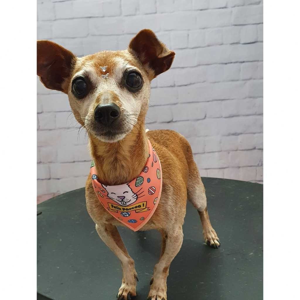 50 Bandanas Tamanho P Com Viés Estampas Variadas Pet Shop