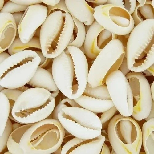 Búzios Cortados Conchas Do Mar Natural 50g Aprox 37 Pçs em Oferta na Shopee