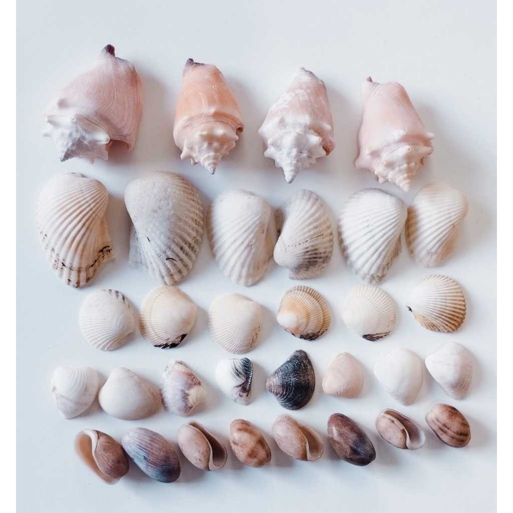 Conchas do mar naturais COMBO COM 32 PEÇAS sortidas (as mesmas da foto)