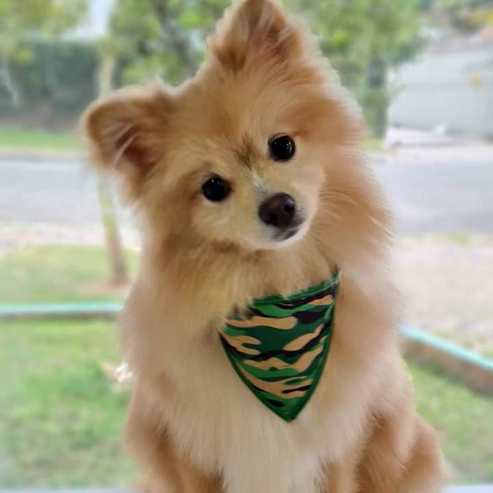 100 Bandanas P M G, 30 P, 50 M, 20 G, Com Viés Estampas Variadas Pet Shop